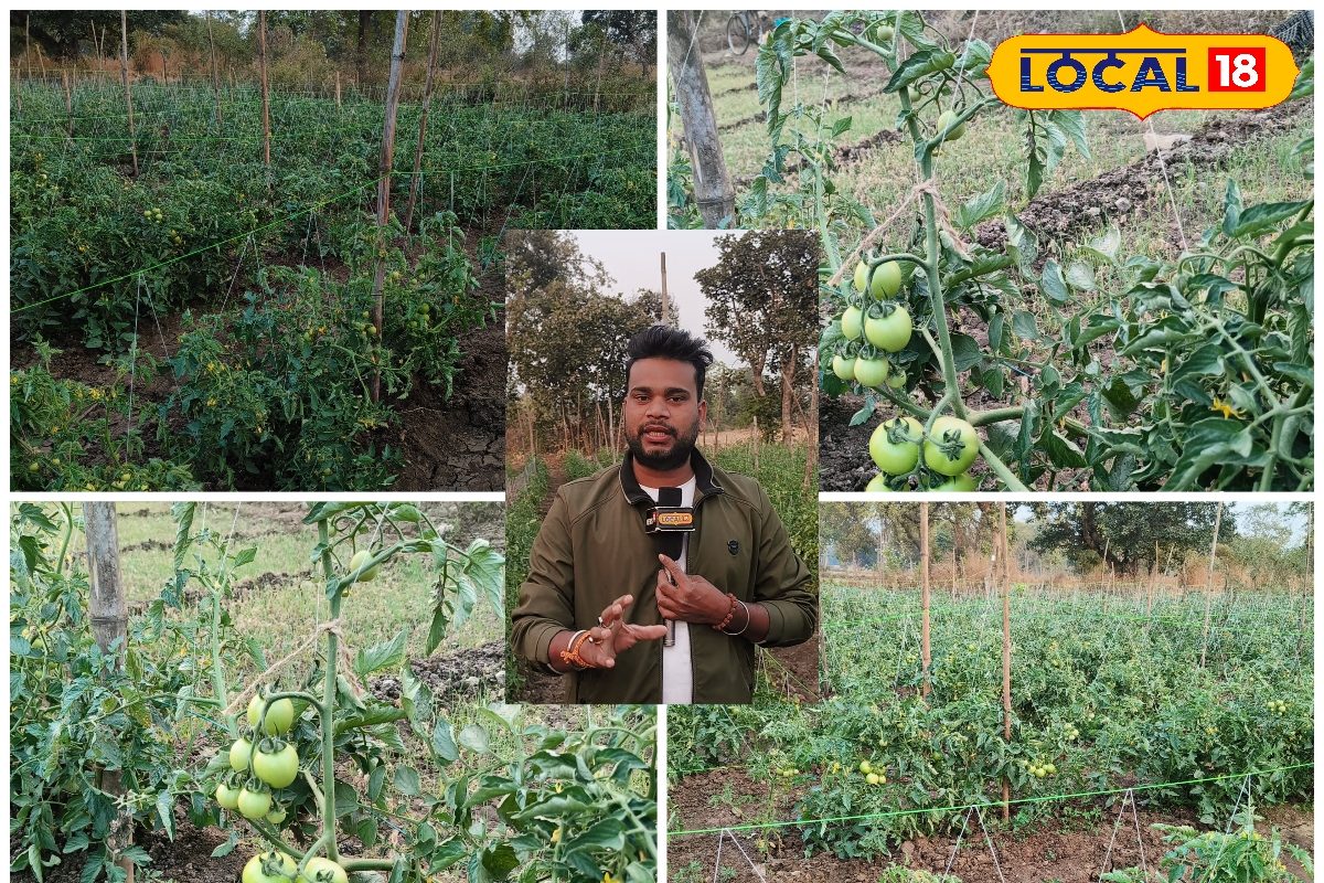 झुकते पौधों से बचाव का देसी जुगाड़ 45 दिन बाद अपनाएं ये तकनीक नहीं सड़ेगा टमाटर