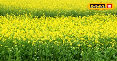 सरसों का खेत