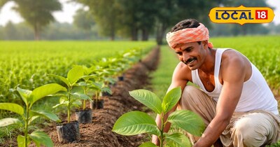 मेंढ़ों में सागौन के पेड़ 