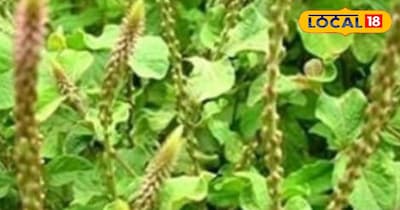 चिरचिटा सेहत के लिए होता है फायदेमंद।