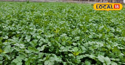coriander cultivation<br>