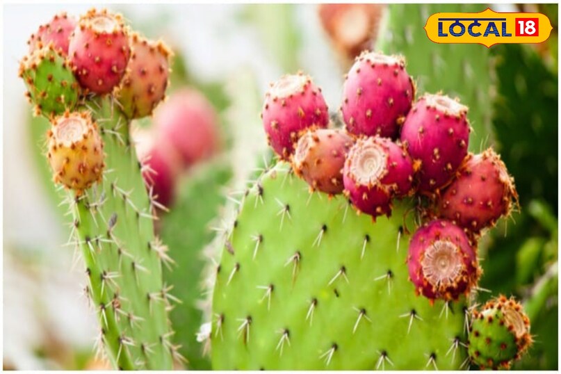 Why shouldn't you plant prickly pear cactus inside the house?