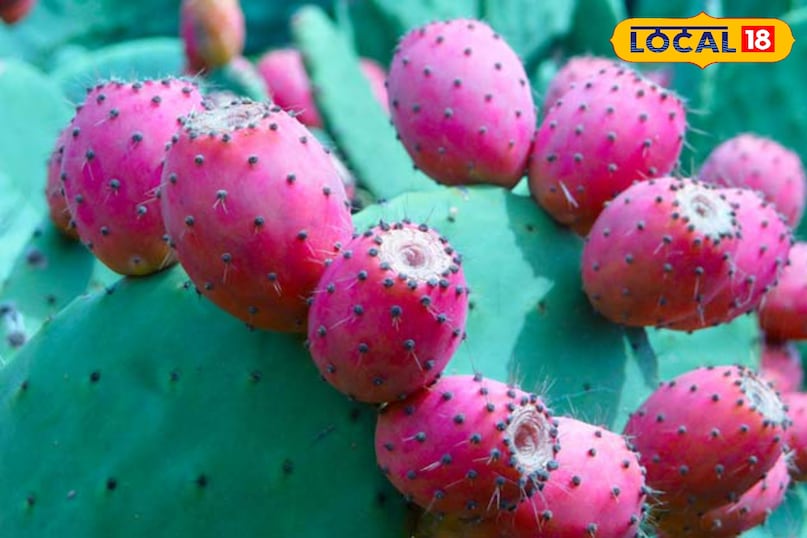 Helpful for immunity and obesity 