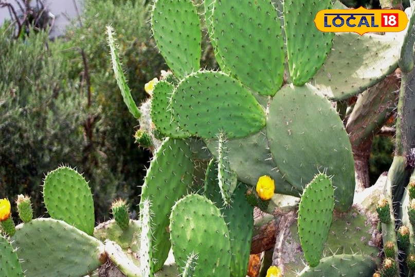 Provides relief from body swelling and inflammation.