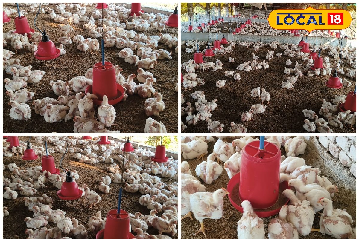 सर्दियों में पोल्ट्री अलर्ट गैस ब्रूडर नहीं लगाया तो बढ़ जाएगा नुकसान