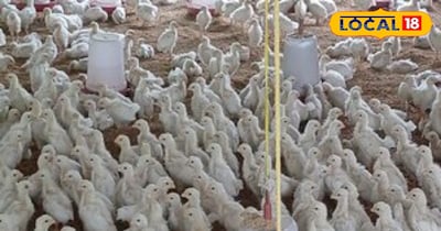 मुर्गी पालन कर कमाएं तगड़ा मुनाफा