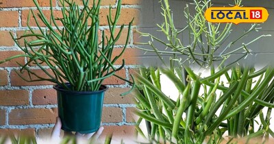 पेंसिल प्लांट