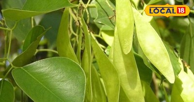 शीशम का पौधा।