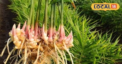 अदरक की खेती 