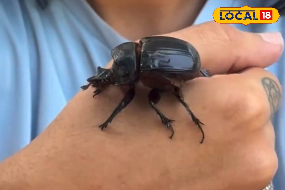 कीड़ा नहीं चलता-फिरता हीरा! 2 इंच के कीट की कीमत ₹10 लाख से ज्यादा पहुंचा सकता है जेल