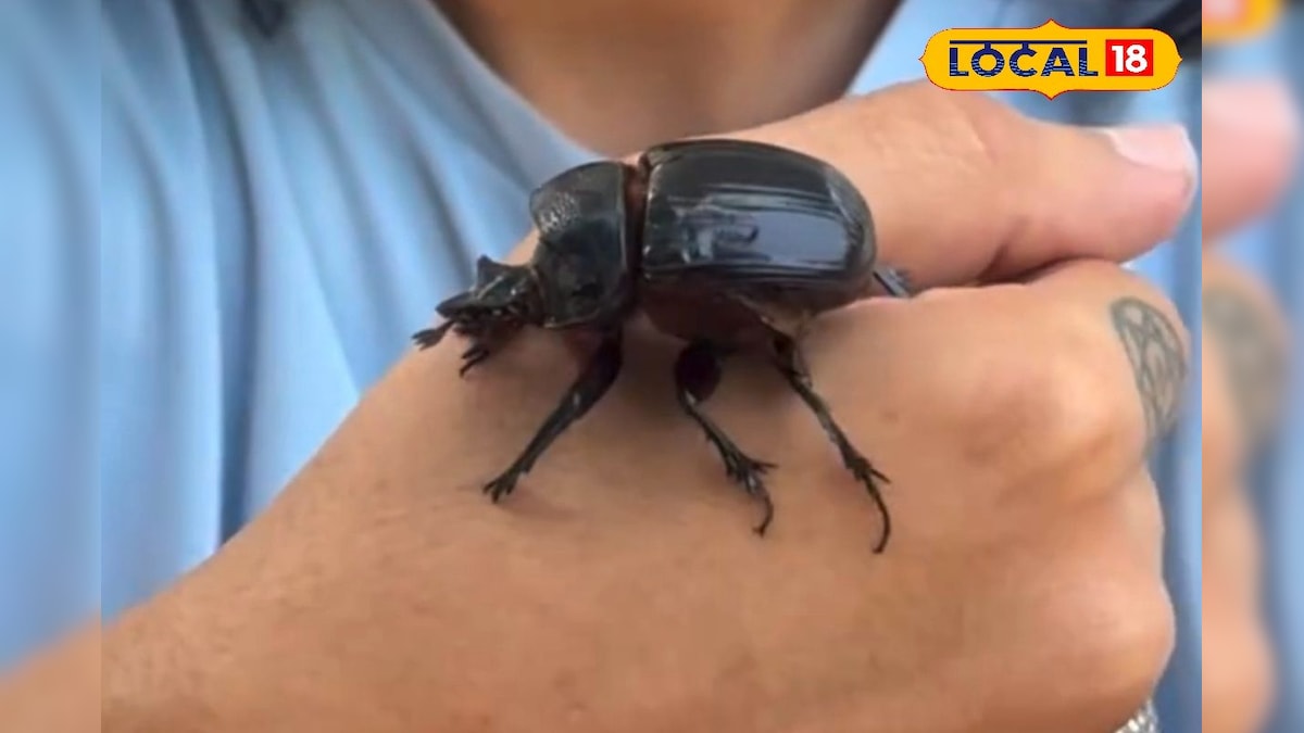 कीड़ा नहीं, चलता-फिरता हीरा! 2 इंच के कीट की कीमत ₹10 लाख से ज्यादा, पहुंचा सकता है जेल