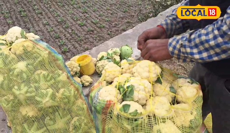 धान-गेहूं छोड़ अपनाएं 90 दिनों वाला ग्रीन गोल्ड मॉडल! सीजन में लाखों की कमाई जानें सक्सेस फॉर्मूला