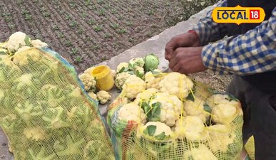 धान-गेहूं छोड़ें, 90 दिन में 'ग्रीन गोल्ड' से लाखों कमाएं! जानें सक्सेस फॉर्मूला.