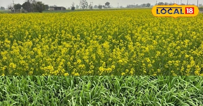 किसान सावधान: गेहूं और सरसों में बढ़ सकता है कीटों का हमला