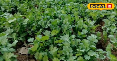 Sow once, harvest, farmer ,should ,cultivate, coriander