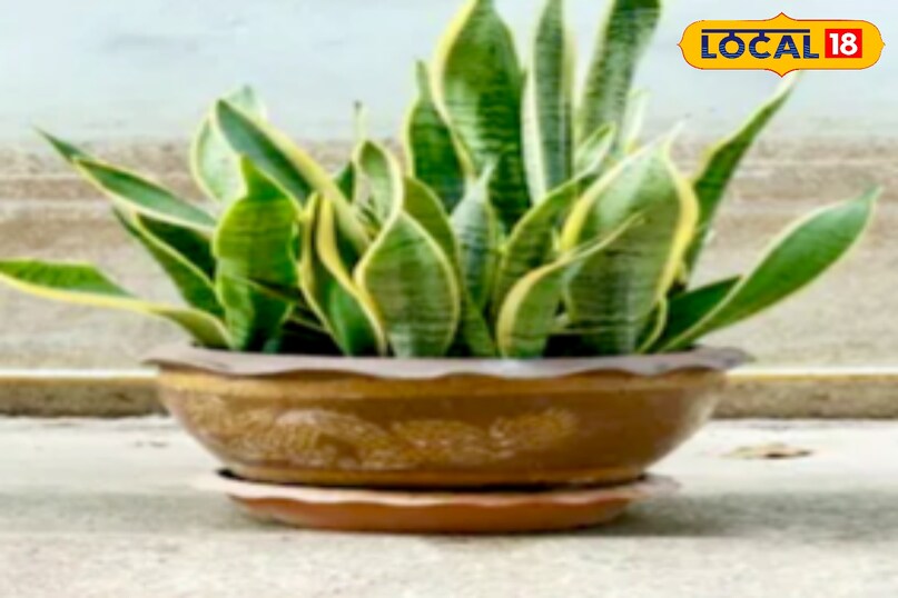 उन्होंने कहा कि सर्दियों में यह भी जरूरी है कि गमले में जल निकासी सही हो. अगर गमले में पानी जमा रहेगा तो जड़ें जल्दी खराब होंगी. हल्की और अच्छी जल निकासी वाली मिट्टी स्नेक प्लांट के लिए बेहतर मानी जाती है. 