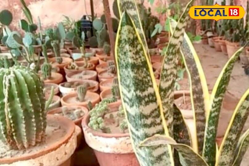 उन्होंने कहा कि स्नेक प्लांट सामान्य तापमान में अच्छी तरह बढ़ता है. अत्यधिक ठंड इसके विकास को रोक सकती है. कोशिश करें कि पौधा 15 से 25 डिग्री सेल्सियस तापमान में रहे, ताकि इसकी ग्रोथ प्रभावित न हो.