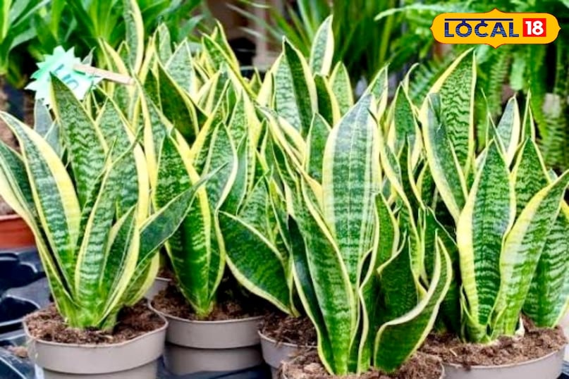 सर्दियों में ठंडी हवा सीधे पौधे को नुकसान पहुंचा सकती है. खासकर खुले बालकनी या खिड़की के पास रखा पौधा जल्दी खराब होता है. ऐसे में स्नेक प्लांट को घर के अंदर ऐसी जगह रखें, जहां ठंडी हवा का सीधा असर न पड़े. 