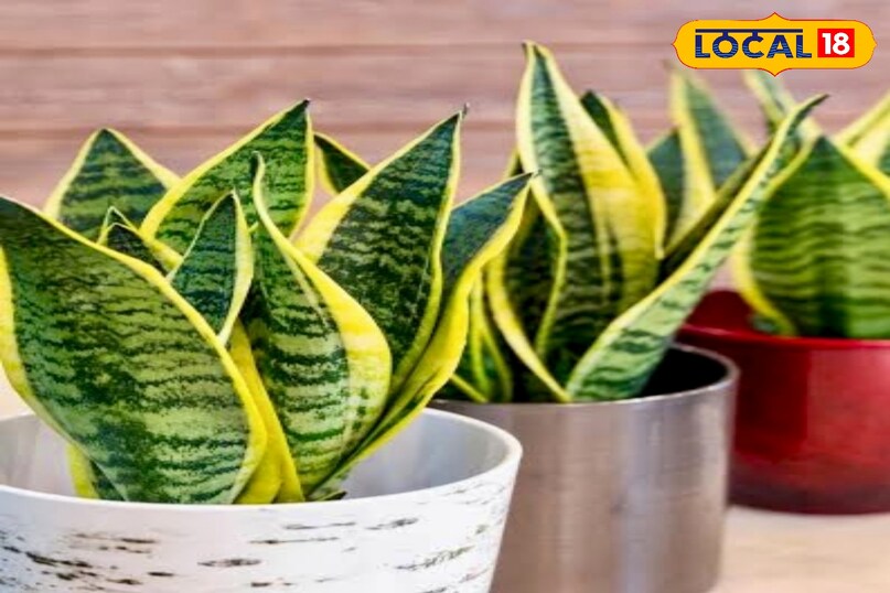 उन्होंने कहा कि भले ही स्नेक प्लांट कम रोशनी में भी जीवित रह सकता है, लेकिन सर्दियों में इसे समय-समय पर धूप दिखाना जरूरी है. सुबह की हल्की धूप पौधे के लिए फायदेमंद होती है, जिससे पत्तियां हरी और चमकदार बनी रहती हैं. 