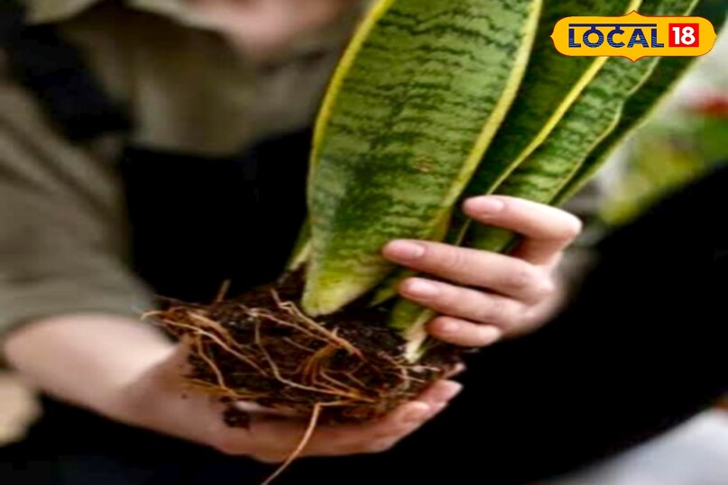 सर्दियों में स्नेक प्लांट को बहुत कम पानी की आवश्यकता होती है. अधिक पानी देने से इसकी जड़ें सड़ने लगती हैं, जिससे पत्तियां पीली हो जाती हैं. उन्होंने बताया कि मिट्टी पूरी तरह सूखने के बाद ही पानी देना चाहिए. आमतौर पर 10 से 15 दिन में एक बार पानी देना पर्याप्त होता है. 