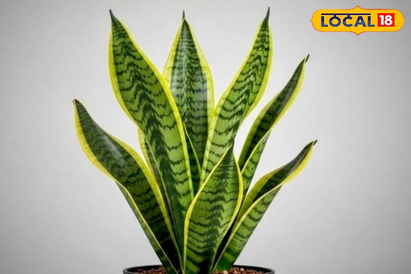 पर्यावरणविद डॉ० कौशल किशोर जायसवाल बताते है कि सर्दियों के मौसम में कई लोगों को यह शिकायत रहती है कि स्नेक प्लांट की पत्तियां पीली पड़ने लगती हैं. इससे पौधा कमजोर और बेजान नजर आने लगता है। ठंड का असर, कम धूप और देखभाल में हुई छोटी-सी गलती इसका कारण बन सकती है.