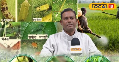 रासायनिक कीटनाशकों से बढ़ती बीमारियां, जैविक कीटनाशी ही बन रहे सुरक्षित विकल्प 