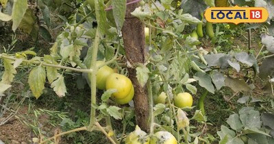 अगेती टमाटर की खेती के बारे मे बताते देवघर के कृषि एक्सपर्टस