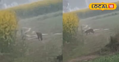 खेतों में दिखा लेपर्ड