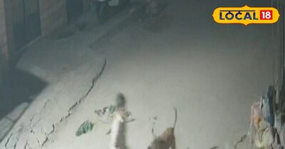 जोधपुर शहर में बढ़ता आवारा डॉग का आतंक