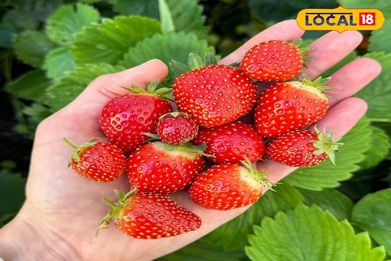 हैदराबाद में सर्दियों की दस्तक के साथ ही स्ट्रॉबेरी का खुमार छा गया है। दिसंबर से फरवरी तक चलने वाले इस छोटे से सीज़न में शहर के कैफे, बेकरी और जूस सेंटर गुलाबी रंगत और ताज़े स्वादों से सराबोर हैं। अगर आप भी स्ट्रॉबेरी लवर हैं तो यहाँ शहर के उन चुनिंदा ठिकानों की सूची दी गई है जहाँ आप इस मौसमी फल का असली लुत्फ उठा सकते हैं हैदराबाद में सर्दियों की दस्तक के साथ ही स्ट्रॉबेरी का खुमार छा गया है। दिसंबर से फरवरी तक चलने वाले इस छोटे से सीज़न में शहर के कैफे, बेकरी और जूस सेंटर गुलाबी रंगत और ताज़े स्वादों से सराबोर हैं। अगर आप भी स्ट्रॉबेरी लवर हैं तो यहाँ शहर के उन चुनिंदा ठिकानों की सूची दी गई है जहाँ आप इस मौसमी फल का असली लुत्फ उठा सकते हैं