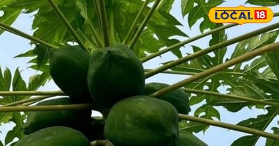 कच्चा पपीता सेहत के लिए होता है फायदेमंद।