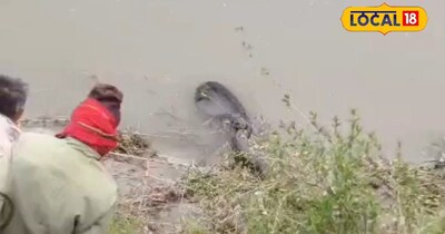  रमदौली घाट पर अजगर नजर आया, 