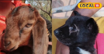 सर्दी में जानवर भी जल्दी बीमार पड़ते हैं.