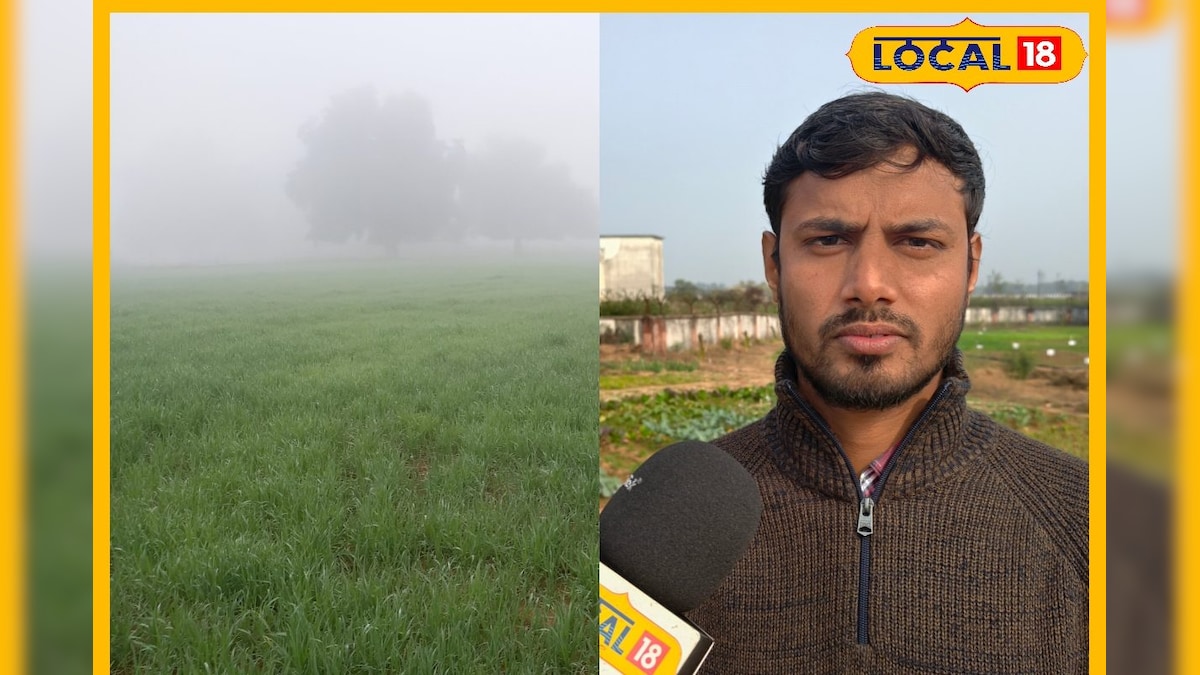 झुलस रही हैं फसलें? डॉ. अंकित का 'स्मोक और स्प्रे' वाला नुस्खा नोट कर लें, देखते ही देखते भागेगा पाला