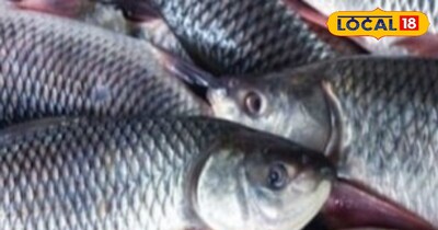 सर्दियों में मछली की बढ़ी डिमांड, पंगेस बनी लोगों की पहली पसंद