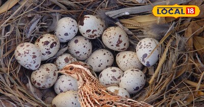 ठंड में 'बटेर का अंडा' खाएं, पाएं 5 अद्भुत फायदे! शरीर को मिलेगी ताकत.