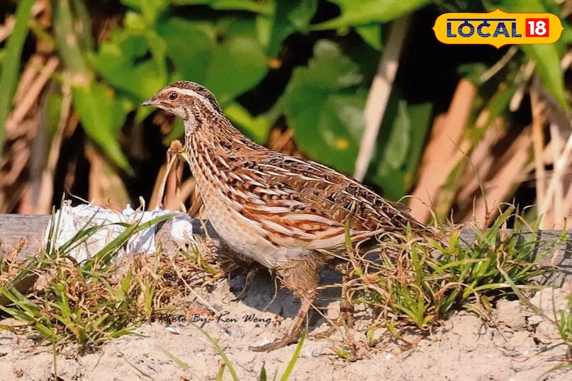 याददाश्त मजबूत