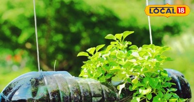 अब बाजार की महंगी सब्जियों से छुट्टी, बिना गमला-बिना झंझट घर में उग रहीं पत्तेदा