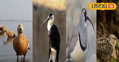 विदेशी पक्षी 