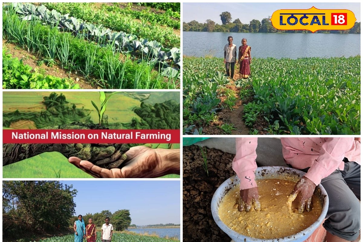 जहर मुक्त खेती, सेहतमंद कमाई, राजनांदगांव के बुजुर्ग किसानों की प्राकृतिक खेती