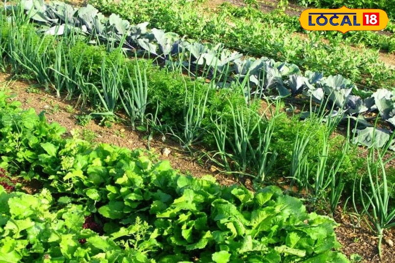 प्राकृतिक तरीके से सब्जियों की खेती