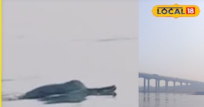 धौलपुर चंबल में छलांग लगाते हुए डॉल्फिन