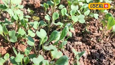 नर्सरी से नहीं, खेत में तैयार करें पत्ता गोभी का पौधा, खर्च होगा आधा