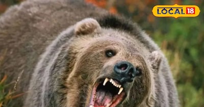 जलवायु परिवर्तन के कारण पहाड़ों में बढ़ रहे भालू के हमले