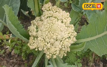 फूलगोभी 