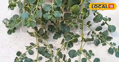 हेल्थ टिप्स 