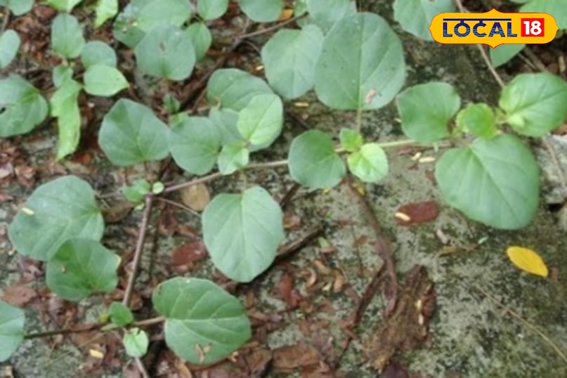 हेल्थ टिप्स 