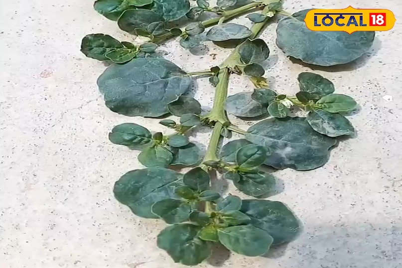 हेल्थ टिप्स 