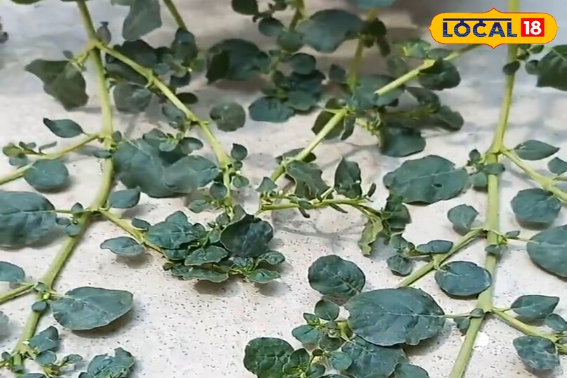 हेल्थ टिप्स 