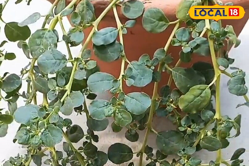 हेल्थ टिप्स 